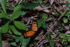 Tegosa