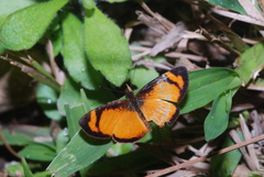 Tegosa