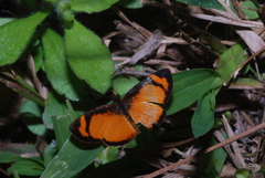 Tegosa