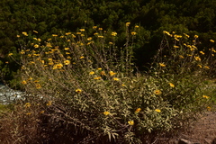 Aldama revoluta