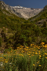 Aldama revoluta