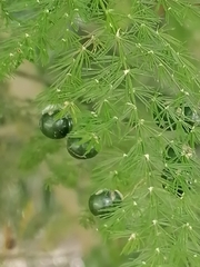 Asparagus setaceus