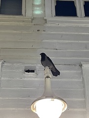 Corvus cornix