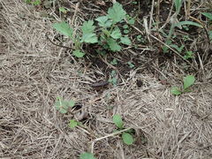 Loxoblemmus arietulus