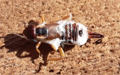 Beauveria bassiana