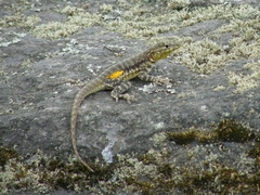 Microlophus
