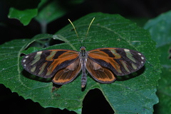 Ithomia