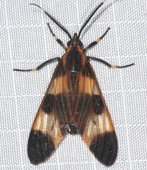 Dycladia