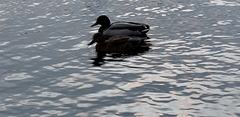 Anas platyrhynchos