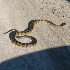 Palusophis bifossatus