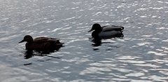 Anas platyrhynchos