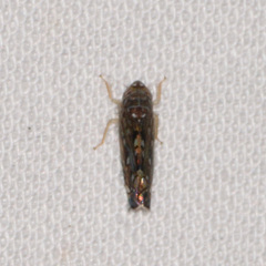 Scaphoideini