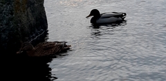 Anas platyrhynchos