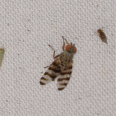 Myennidini
