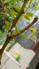 Geometridae