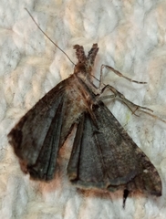 Hypena obsitalis