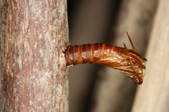 Chamaesphecia hungarica