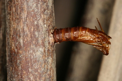 Chamaesphecia hungarica