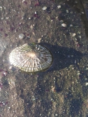 Siphonaria pectinata