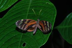 Ithomia