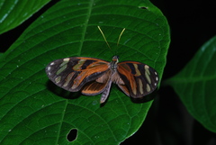 Ithomia