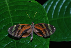 Ithomia