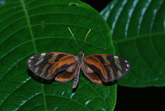 Ithomia