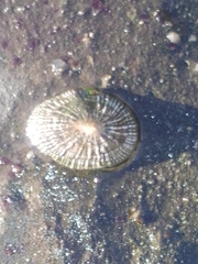 Siphonaria pectinata