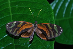 Ithomia