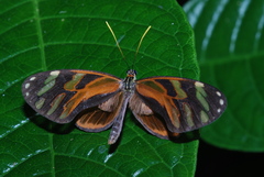 Ithomia