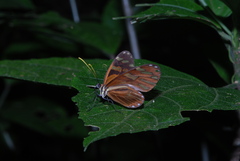 Ithomia