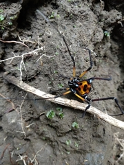 Sadocus polyacanthus