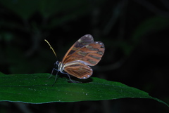 Ithomia