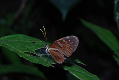 Ithomia