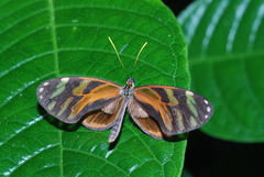 Ithomia