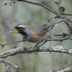 Saltatricula multicolor