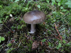Amanita constricta