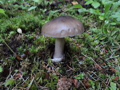 Amanita constricta