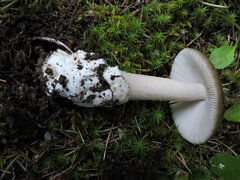 Amanita constricta