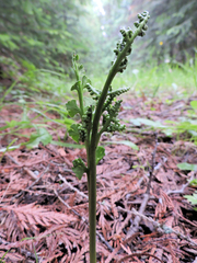Botrychium crenulatum