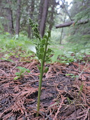 Botrychium crenulatum