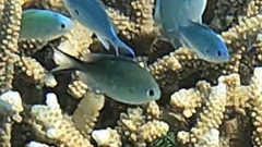 Chromis ternatensis