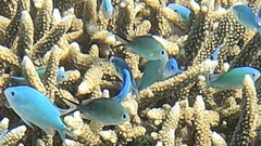 Chromis ternatensis