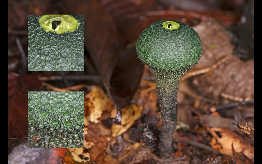 Chlorogaster