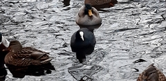 Fulica atra