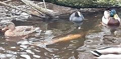 Fulica atra