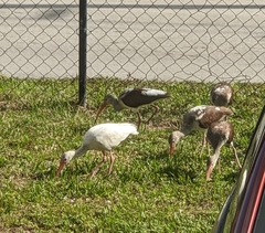 Eudocimus albus