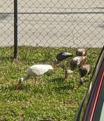 Eudocimus albus