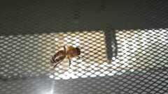 Apis mellifera