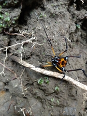 Sadocus polyacanthus